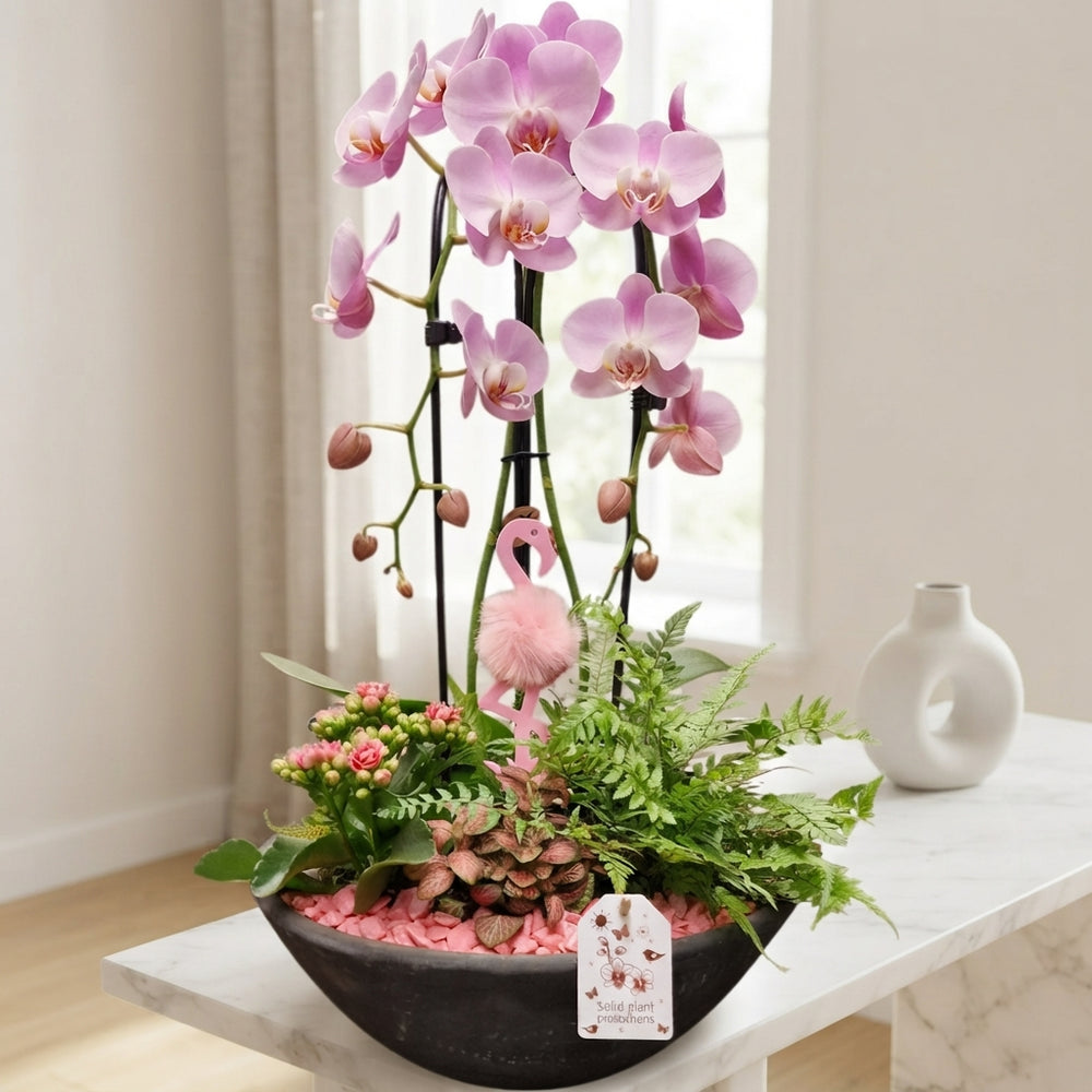 Pink Deluxe Orchid Arrangement – 32cm Terracotta Pot