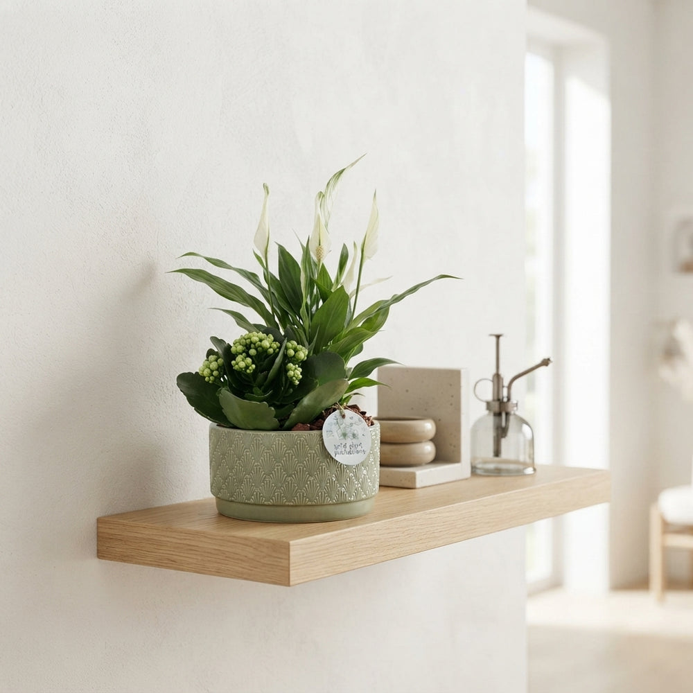Sarah Indoor Plant Arrangement – 19cm Ceramic Pot