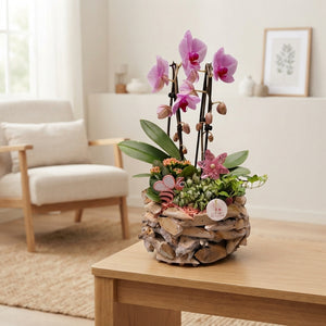 Driftwood Summer Mix Arrangement – 31cm Pot