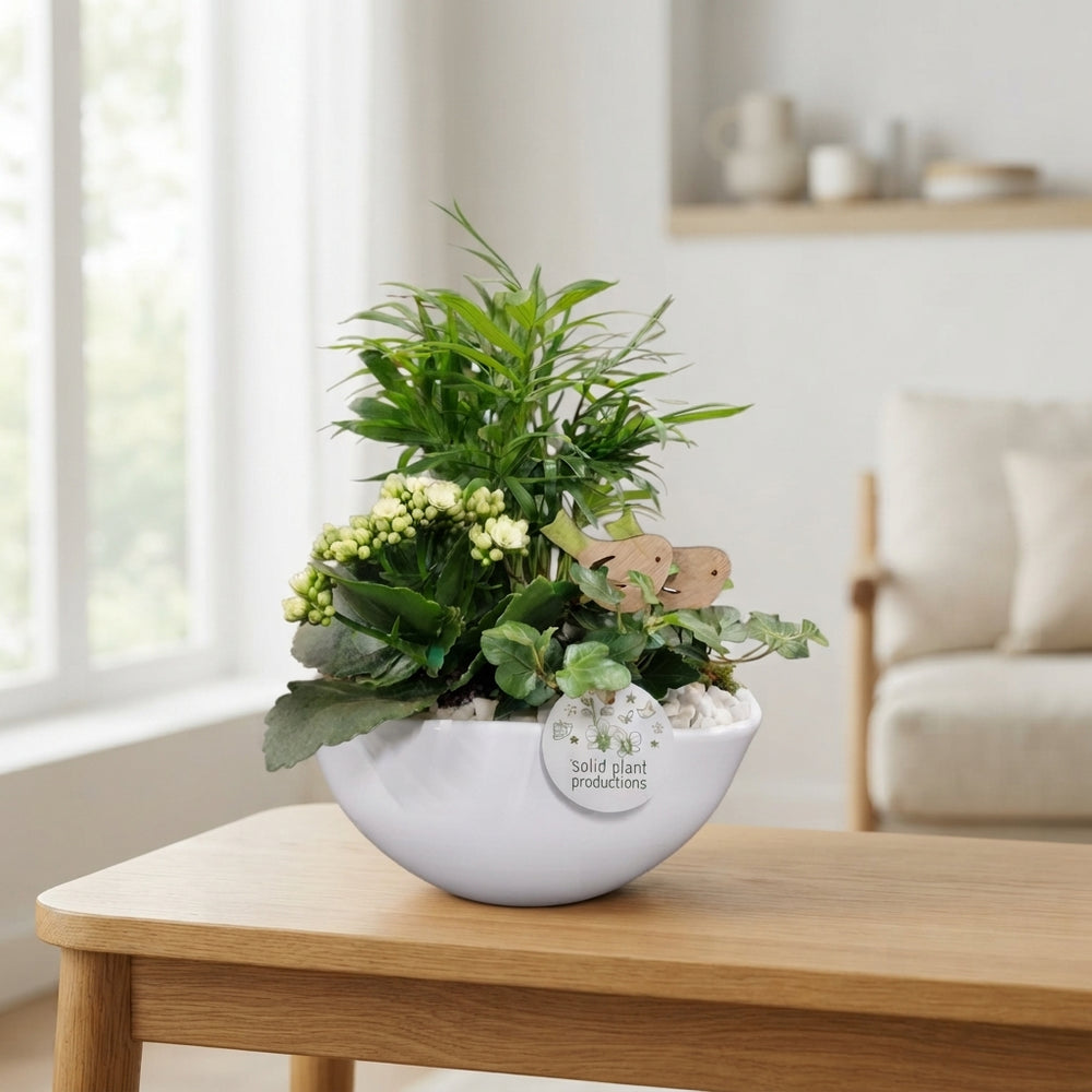 White Orchid Arrangement – 22cm Oval Ceramic Pot