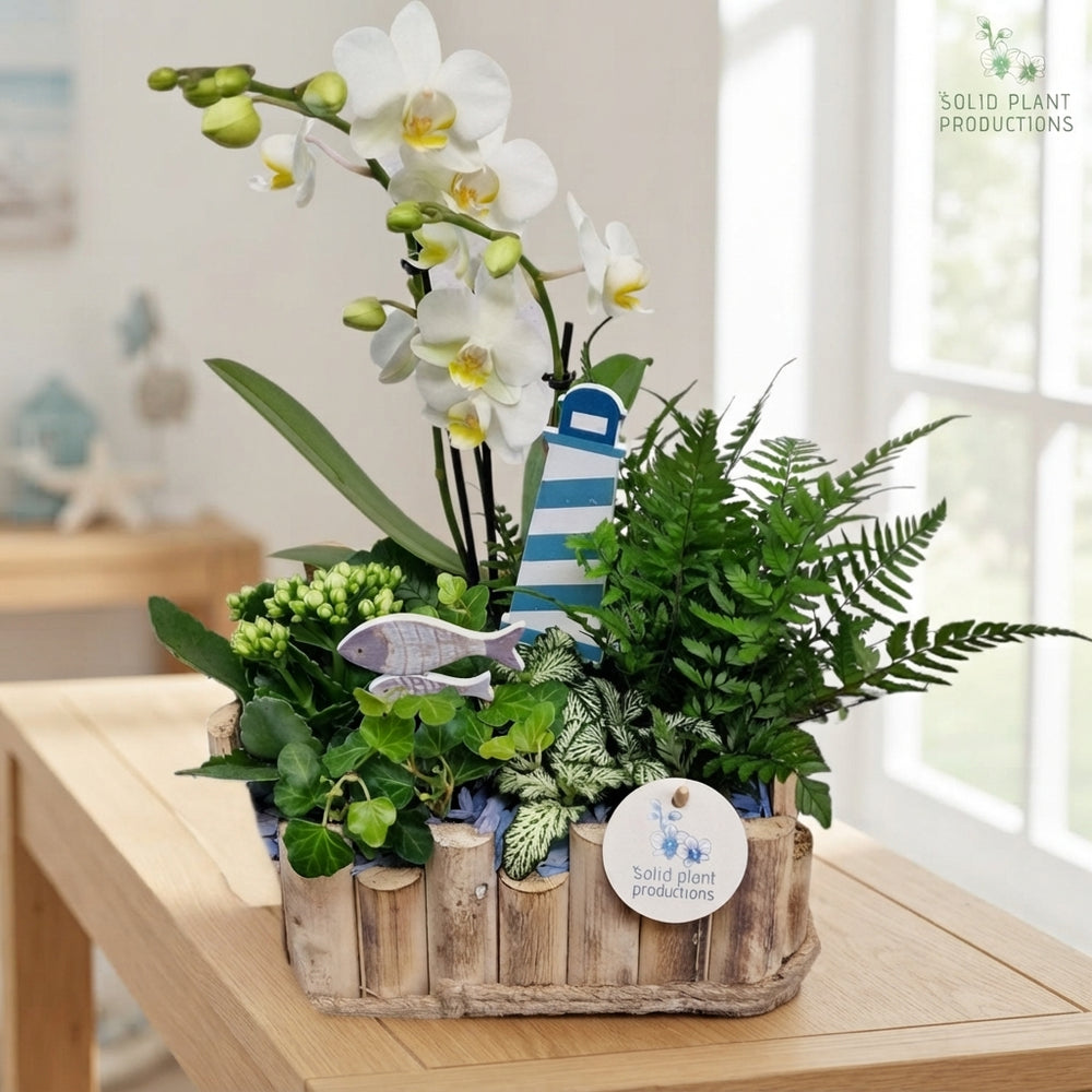 Large Maritime-Style Plant Arrangement – 30cm Wooden Pot