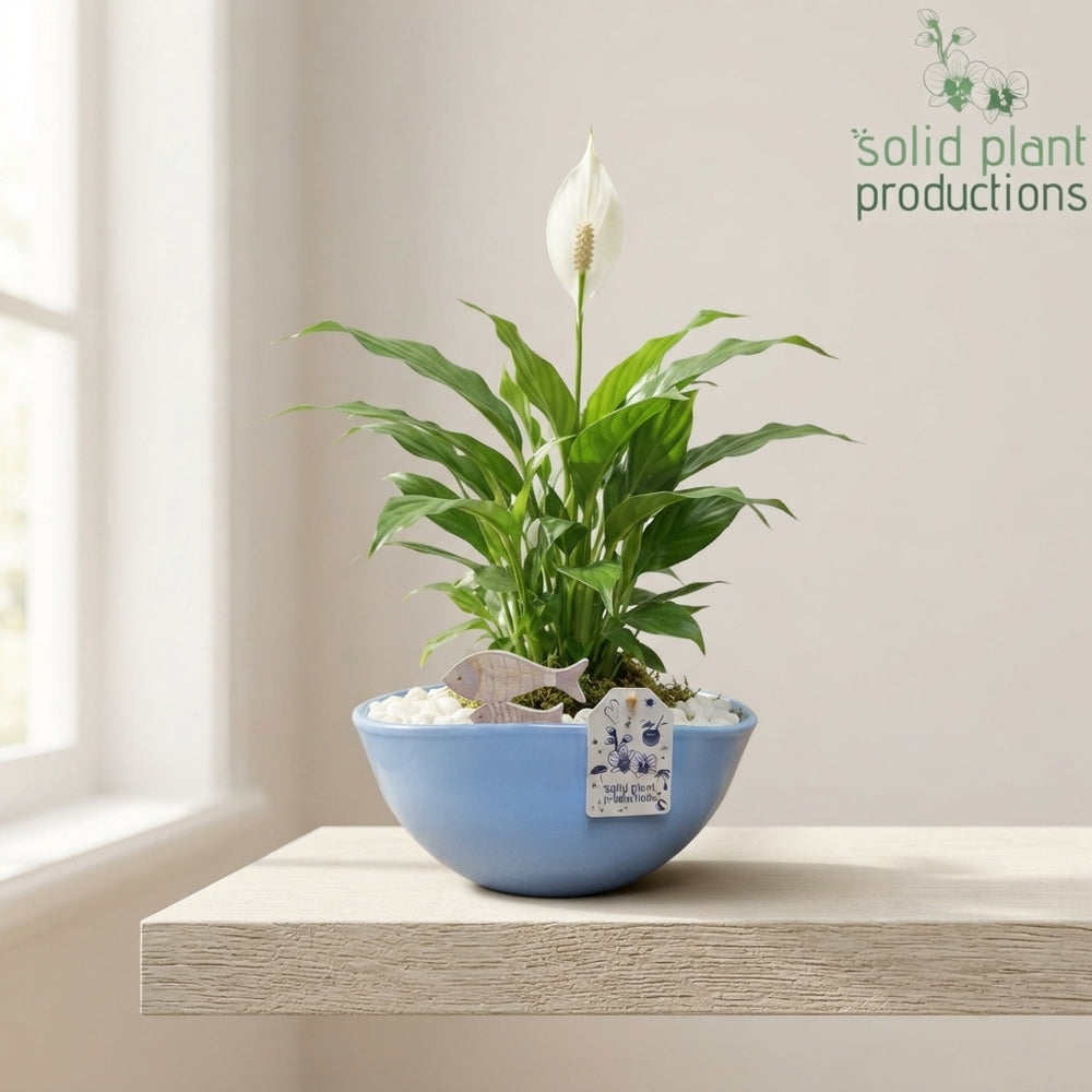 Eyleen Blue Orchid Arrangement – 25cm Oval Ceramic Pot
