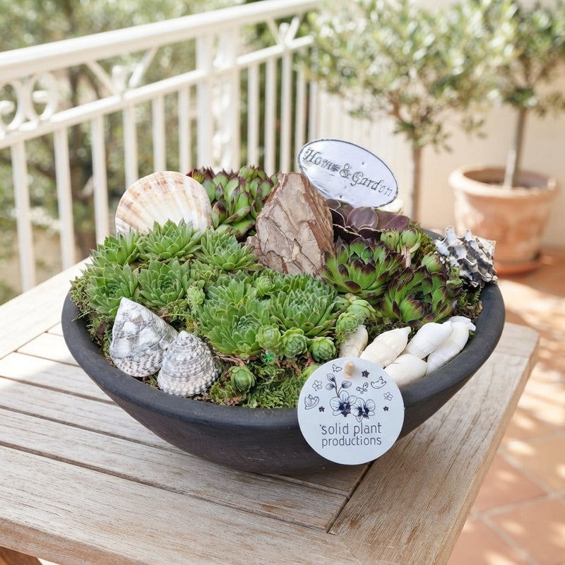 Sempervivum Houseleek Arrangement – 27cm Ceramic Pot