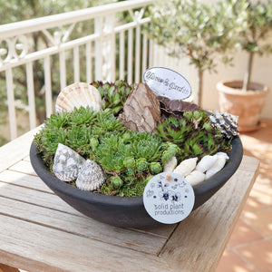 Sempervivum Houseleek Arrangement – 27cm Ceramic Pot