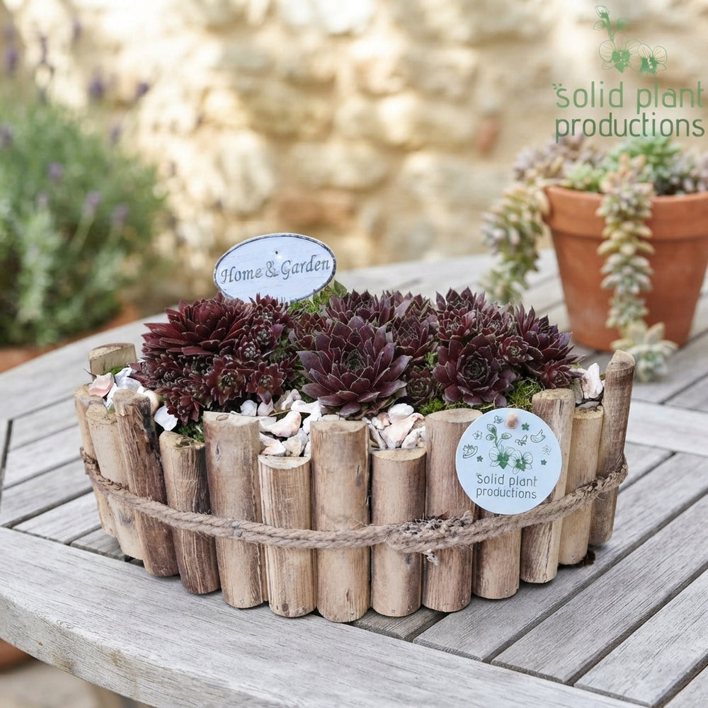 Large Sempervivum Arrangement – 35cm Wooden Boat