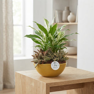 Evelyn Indoor Plant Arrangement – 22cm Oval Ceramic Pot