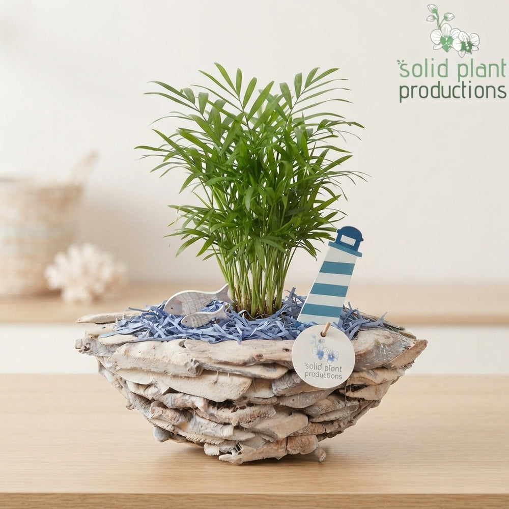 Whitewashed Driftwood Boat Arrangement – 43cm