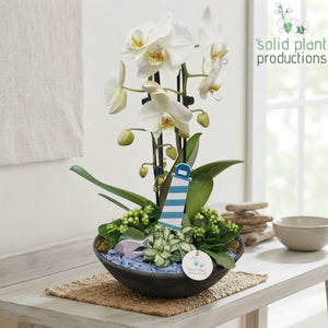 White Orchid Arrangement – 32cm Stone Pot