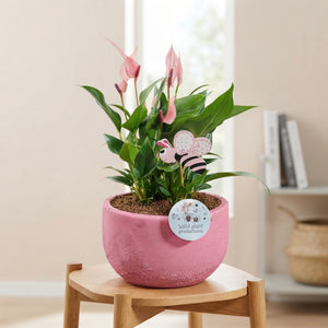 Pink Anthurium Arrangement (Anthurium) – 21cm Ceramic Pot
