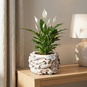 White-Washed Driftwood Arrangement – 31cm Wooden Pot