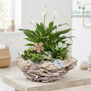 Whitewashed Driftwood Boat Arrangement – 43cm