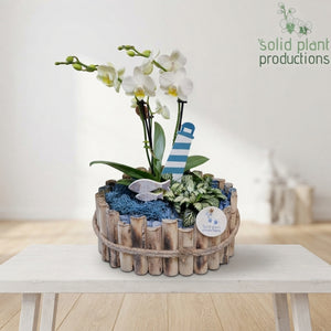 Large Maritime-Style Plant Arrangement – 30cm Wooden Pot