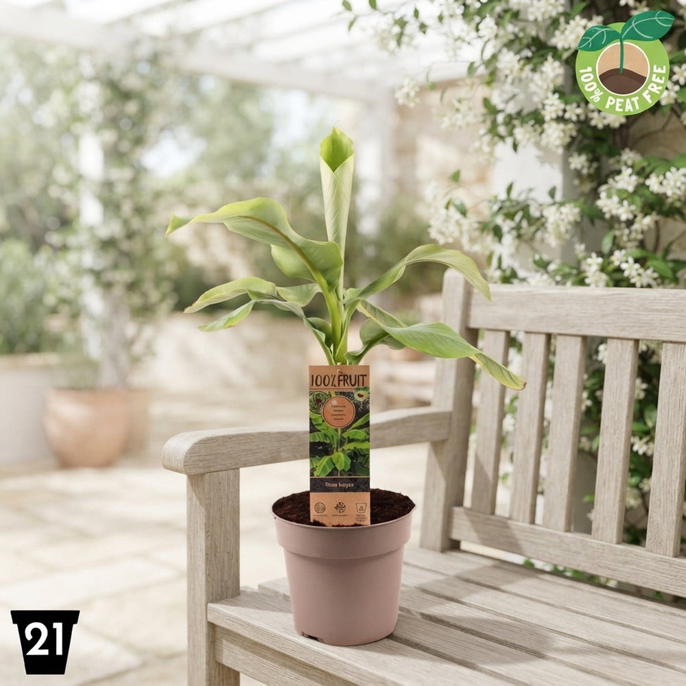Japanese Banana Plant (Musa basjoo) – 21cm Pot