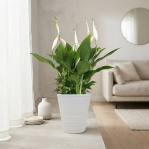 White Peace Lily ‘Bellini’ – 13cm Ceramic Pot