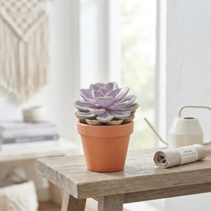 Mixed Succulent Collection – 5.5cm Pot