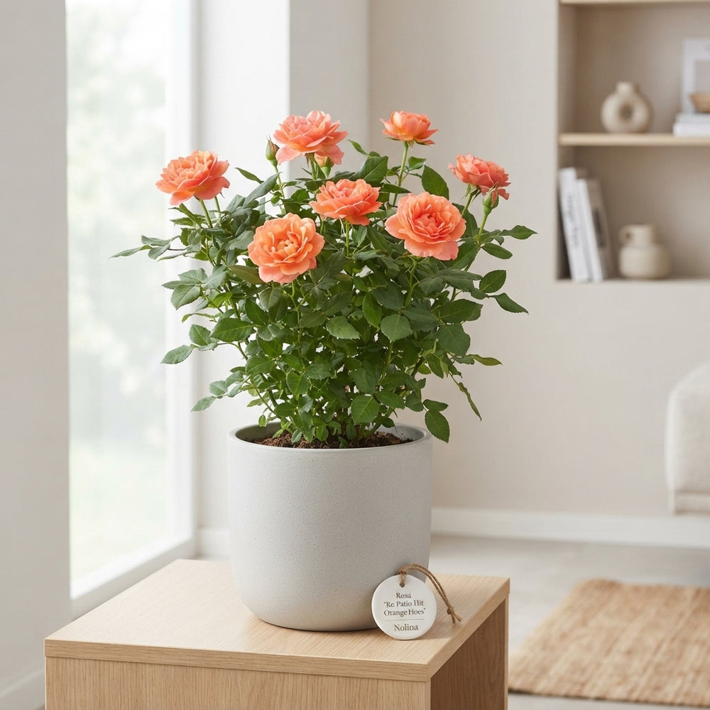 Orange-Pink Patio Rose ‘Hit Orange’ (Rosa) – 23cm Pot