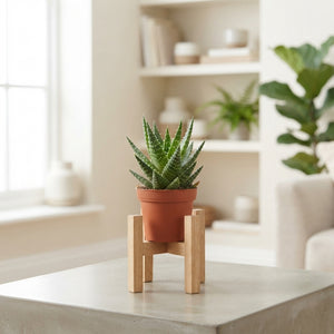 Aloe Vera Plant – 5.5cm Pot