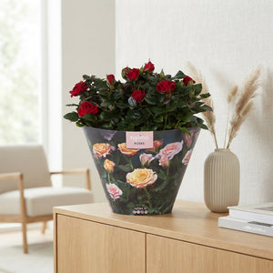 Orange-Pink Patio Rose ‘Hit Orange’ (Rosa) – 23cm Pot